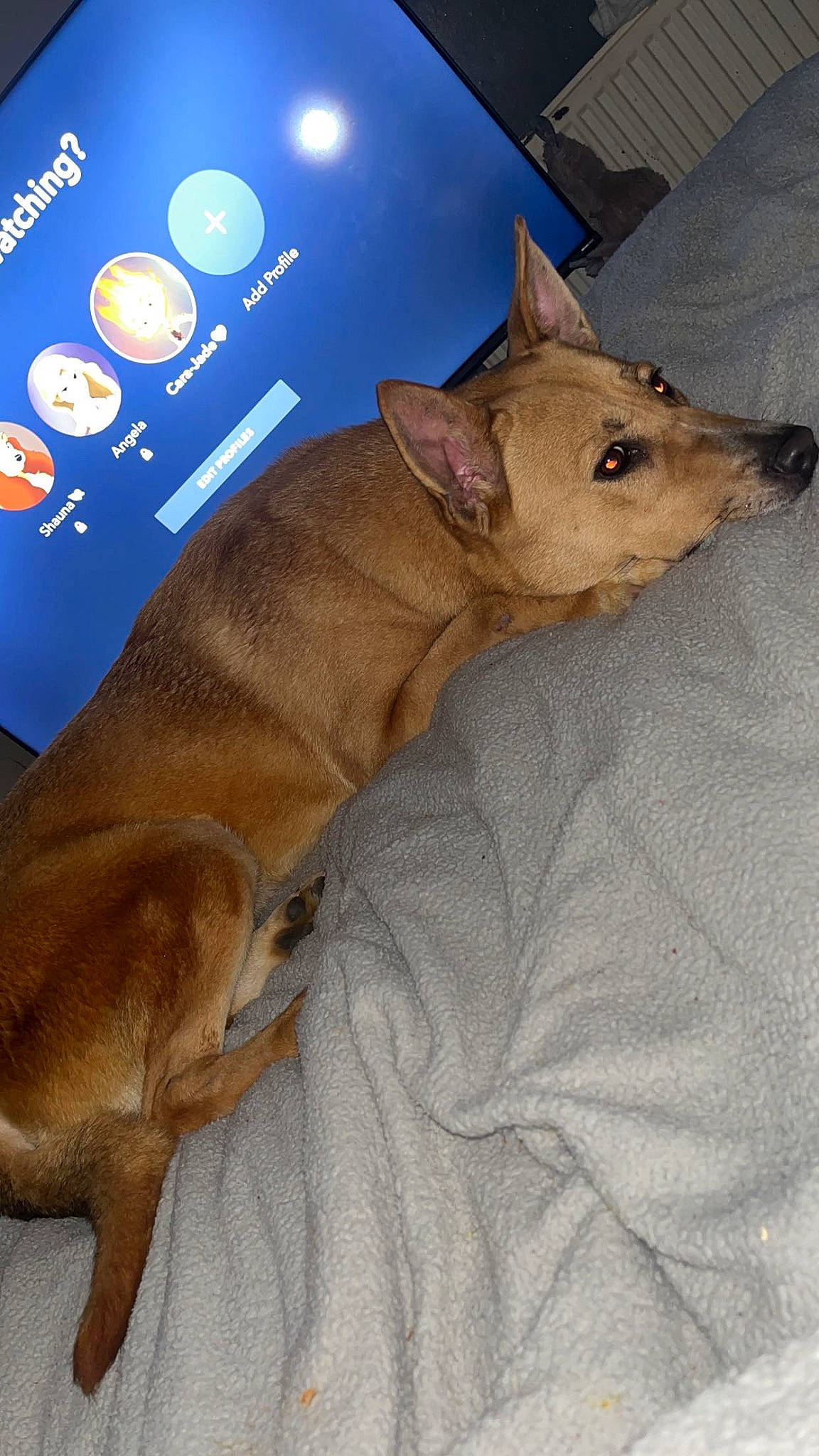 Lady joined the competition — help win amazing prizes! brown, canidae, carnivore, comfort, companion_dog, dog, dog_breed, dog_supply, ear, fawn, felidae, liver, non_sporting_group, paw, snout, sporting_group, tail, terrestrial_animal, whiskers