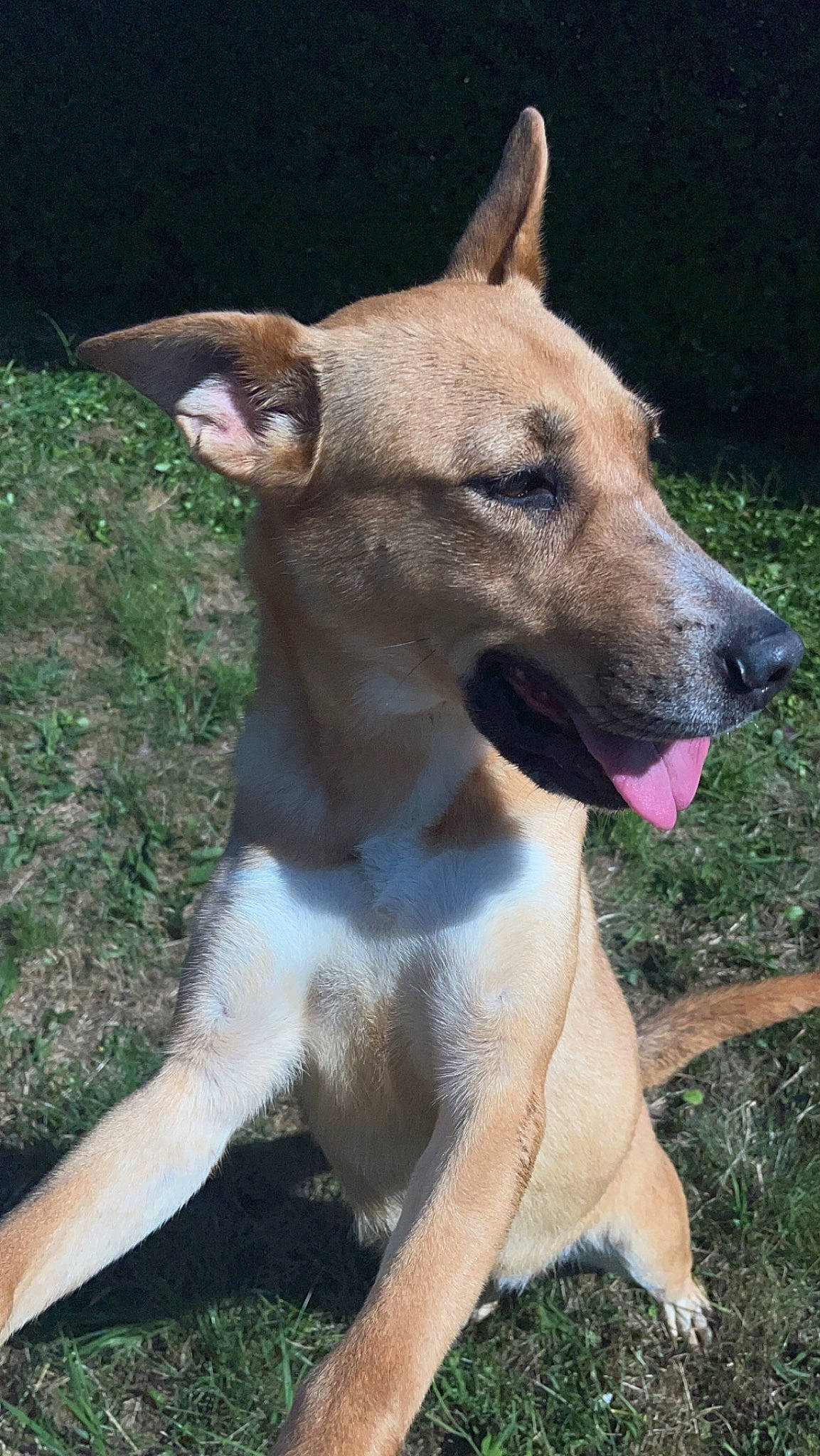 Lady joined the competition — help win amazing prizes! ancient_dog_breeds, canidae, carnivore, collar, companion_dog, dog, dog_breed, dog_collar, fawn, grass, hunting_dog, jaw, non_sporting_group, snout, sporting_group, tail, terrestrial_animal, whiskers, working_animal, working_dog