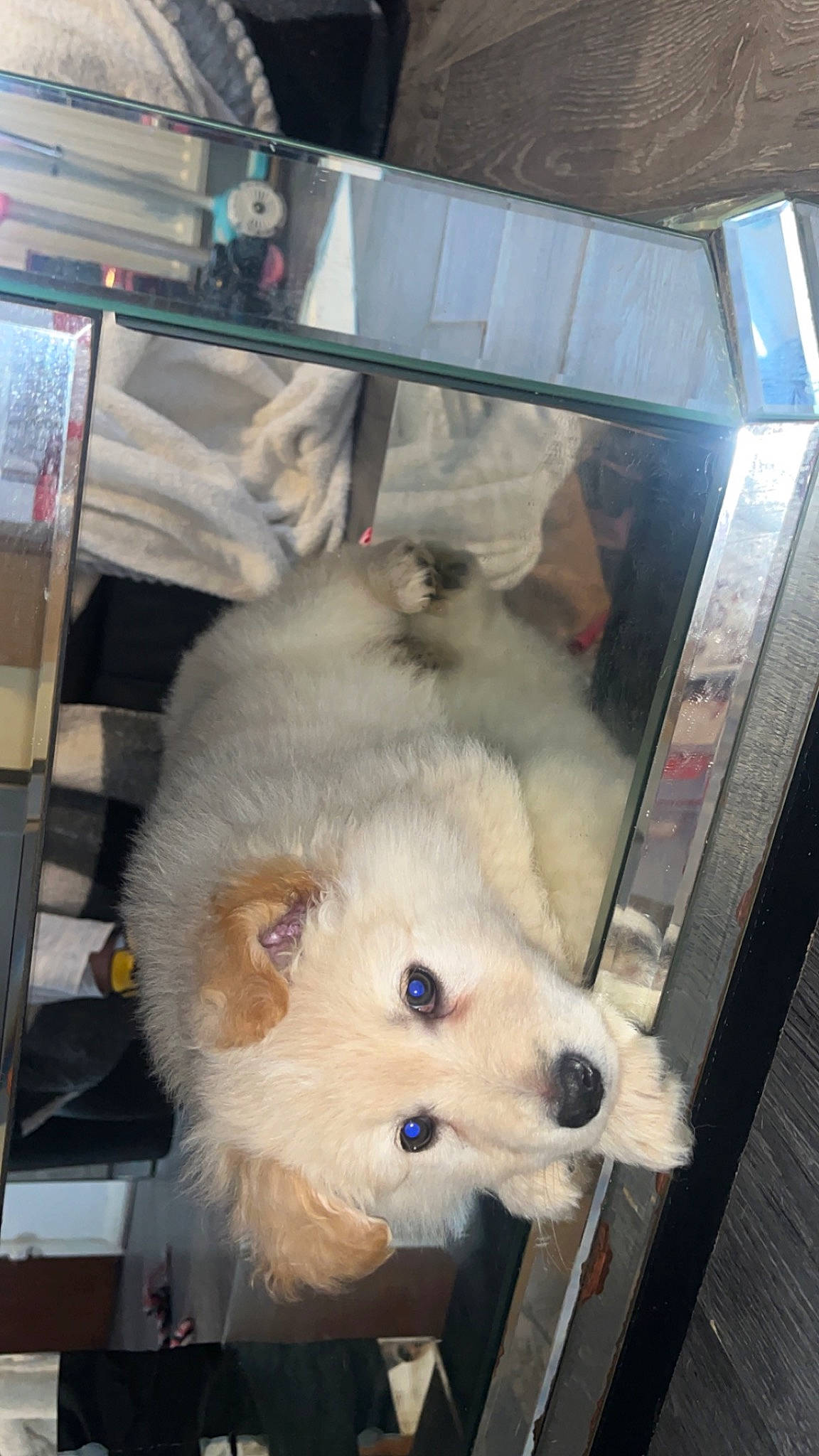 Angel is registered to the contest to win money with this photo: canidae, carnivore, companion_dog, dog, dog_breed, dog_supply, fur, non_sporting_group, pet_supply, samoyed, small_terrier, snout, spitz, sporting_group, terrier, toy_dog, volpino_italiano, whiskers, working_animal