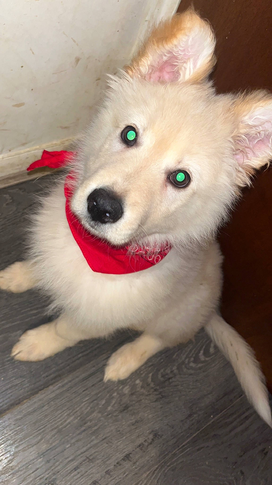 Angel is registered to the contest to win money with this photo: canidae, carnivore, collar, companion_dog, dog, dog_breed, dog_collar, dog_supply, ear, eye, fawn, fur, german_spitz, snout, spitz, sporting_group, toy_dog, volpino_italiano, whiskers, working_animal