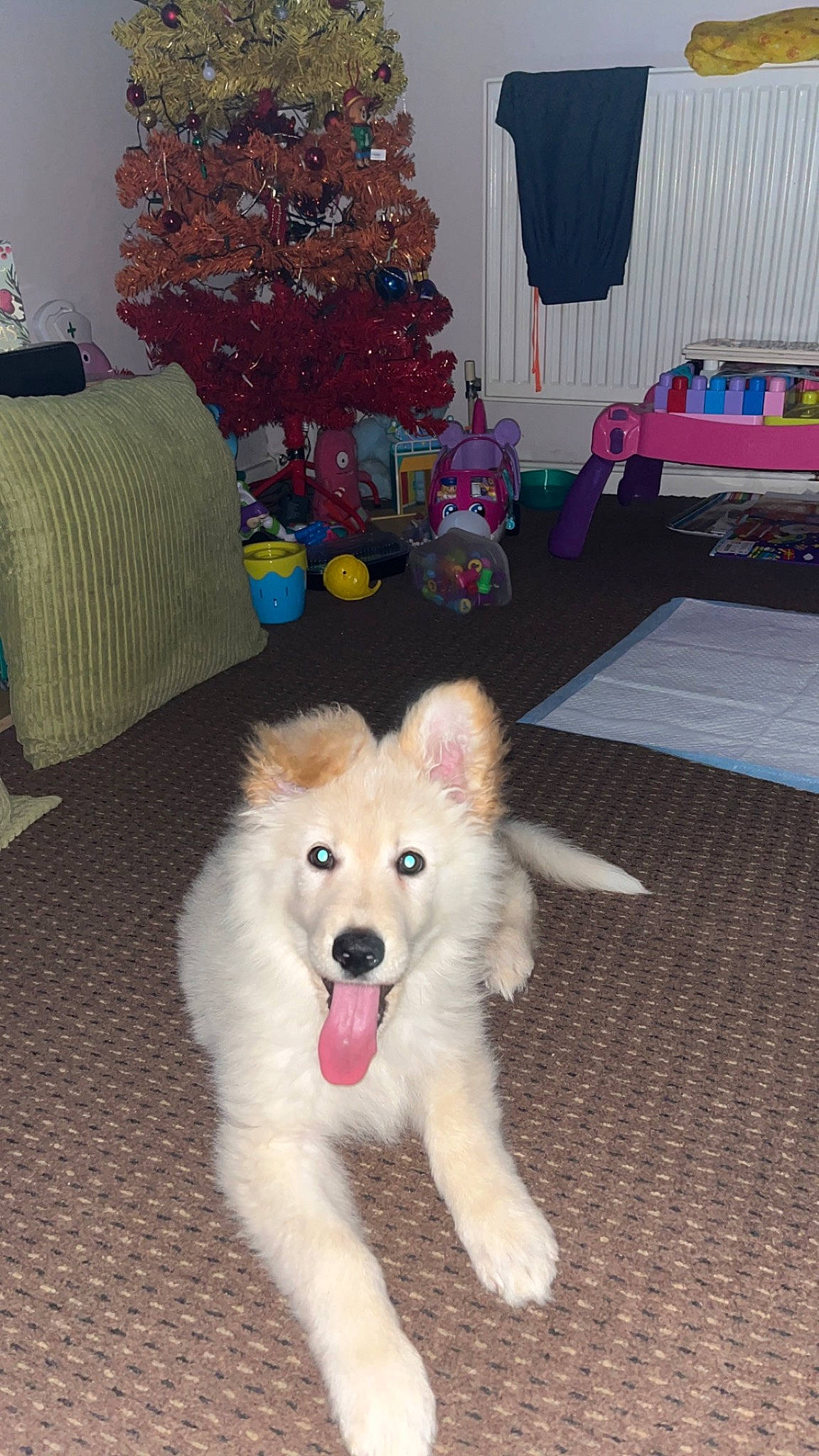 Angel joined the competition — help win amazing prizes! canidae, carnivore, christmas_tree, companion_dog, curtain, dog, dog_breed, dog_supply, event, fang, fawn, flooring, fur, holiday, living_room, paw, plant, room, sporting_group, tail