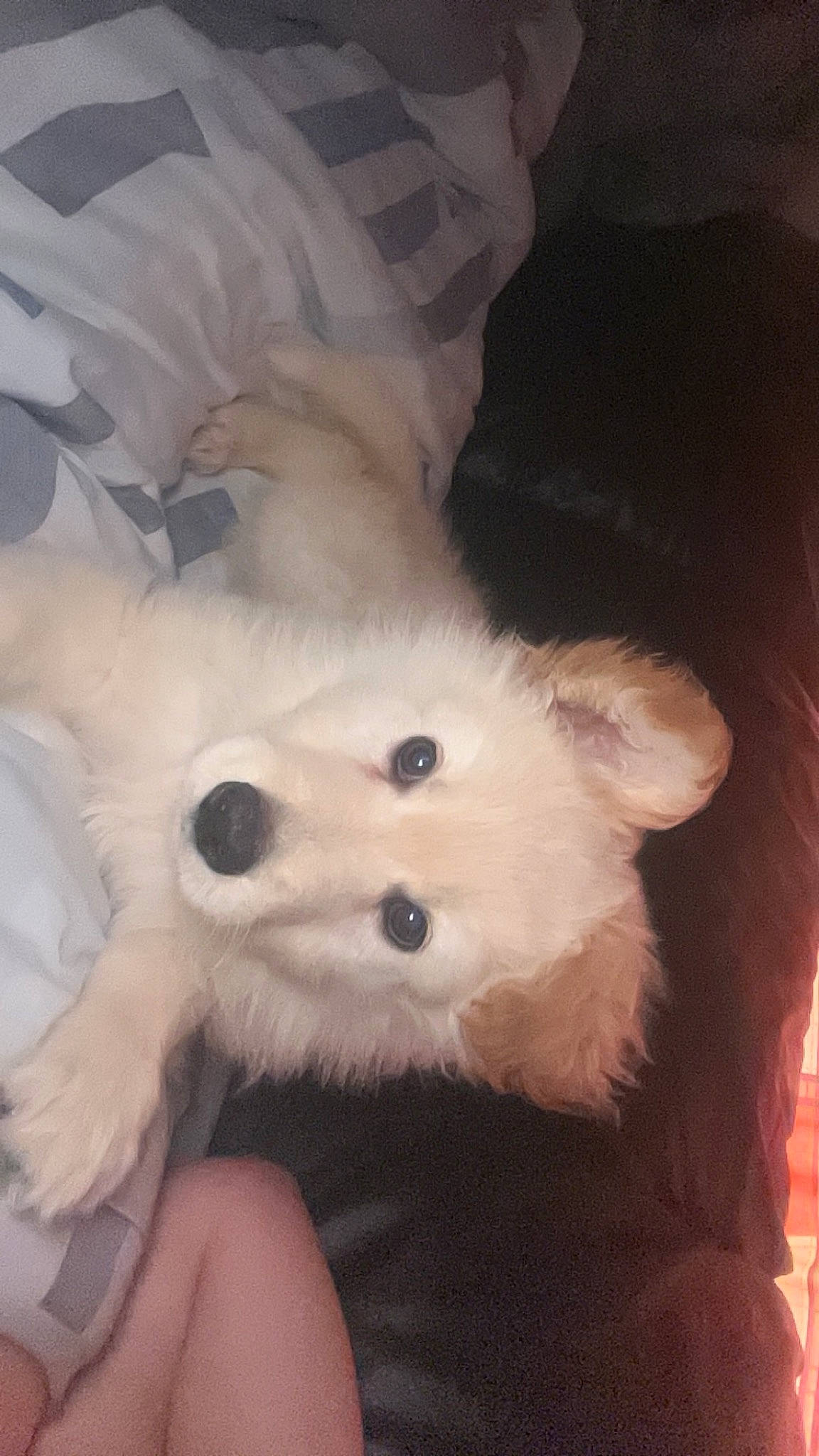 Angel joined the competition — help win amazing prizes! american_eskimo_dog, canidae, carnivore, companion_dog, dog, dog_breed, ear, fur, german_spitz, indian_spitz, non_sporting_group, snout, sporting_group, terrestrial_animal, toy_dog, volpino_italiano, whiskers, working_animal