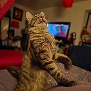 Meeko a rejoint le concours — aidez-le/la à gagner de superbes lots ! cat, tabby_cat, pet, indoor, fur, whiskers, bed, blanket, cozy, portrait, living_room, television, furniture, bokeh, shallow_depth_of_field, looking_up, paws, sitting, striped, mammal