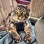 Meeko participe au concours pour gagner de l'argent avec cette photo : cat, tabby_cat, pet, feline, whiskers, golden_eyes, paws, harness, car_seat, car_interior, seat_cover, close_up, portrait, fur, striped_pattern, window, upholstery, blanket, travel, relaxed