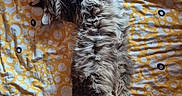 Meeko participe au concours pour gagner de l'argent avec cette photo : bed, bedspread, belly_up, cat, cozy, fluffy, fur, gray, indoor, kitten, long_hair, lying_down, patterned_fabric, paws, plush_toy, sleeping, tabby, tail, whiskers, yellow