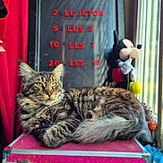 Meeko participe au concours pour gagner de l'argent avec cette photo : animal, backstage, cat, fluffy, indoors, longhaired_cat, lounging, pet, photography, pink_case, plush_toy, portrait, price_board, red_curtain, sitting, striped_fur, tabby_cat, whiskers, window, yellow_eyes