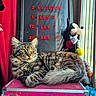 animal, backstage, cat, fluffy, indoors, longhaired_cat, lounging, pet, photography, pink_case, plush_toy, portrait, price_board, red_curtain, sitting, striped_fur, tabby_cat, whiskers, window, yellow_eyes