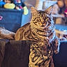 animal, blanket, bokeh, cat, colorful_background, couch, cozy, ears, feline, golden_eyes, indoors, living_room, long_hair, pet, portrait, relaxed, sitting, striped_fur, tabby, whiskers