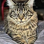 animal, bed, blanket, cat, closed_eyes, cozy, cute, ears, feline, fluffy, fur, indoor, pet, portrait, relaxed, resting, sleepy, striped, tabby, whiskers