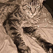 Laetitia Garnaux a rejoint le concours — aidez-le/la à gagner de superbes lots ! animal, bed, cat, closeup, cozy, cute, domestic, ears, feline, fur, indoor, pet, pillow, portrait, relaxed, resting, sepia, sleepy, tabby, whiskers