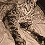 animal, bed, cat, closeup, cozy, cute, domestic, ears, feline, fur, indoor, pet, pillow, portrait, relaxed, resting, sepia, sleepy, tabby, whiskers