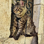 Laetitia Garnaux a rejoint le concours — aidez-le/la à gagner de superbes lots ! cat, tabby_cat, fluffy, long_tail, amber_eyes, stone_wall, window_ledge, leash, harness, outdoor, animal, pet, feline, curious, sitting, portrait, rustic, texture, nature, close_up