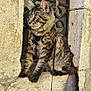 cat, tabby_cat, fluffy, long_tail, amber_eyes, stone_wall, window_ledge, leash, harness, outdoor, animal, pet, feline, curious, sitting, portrait, rustic, texture, nature, close_up