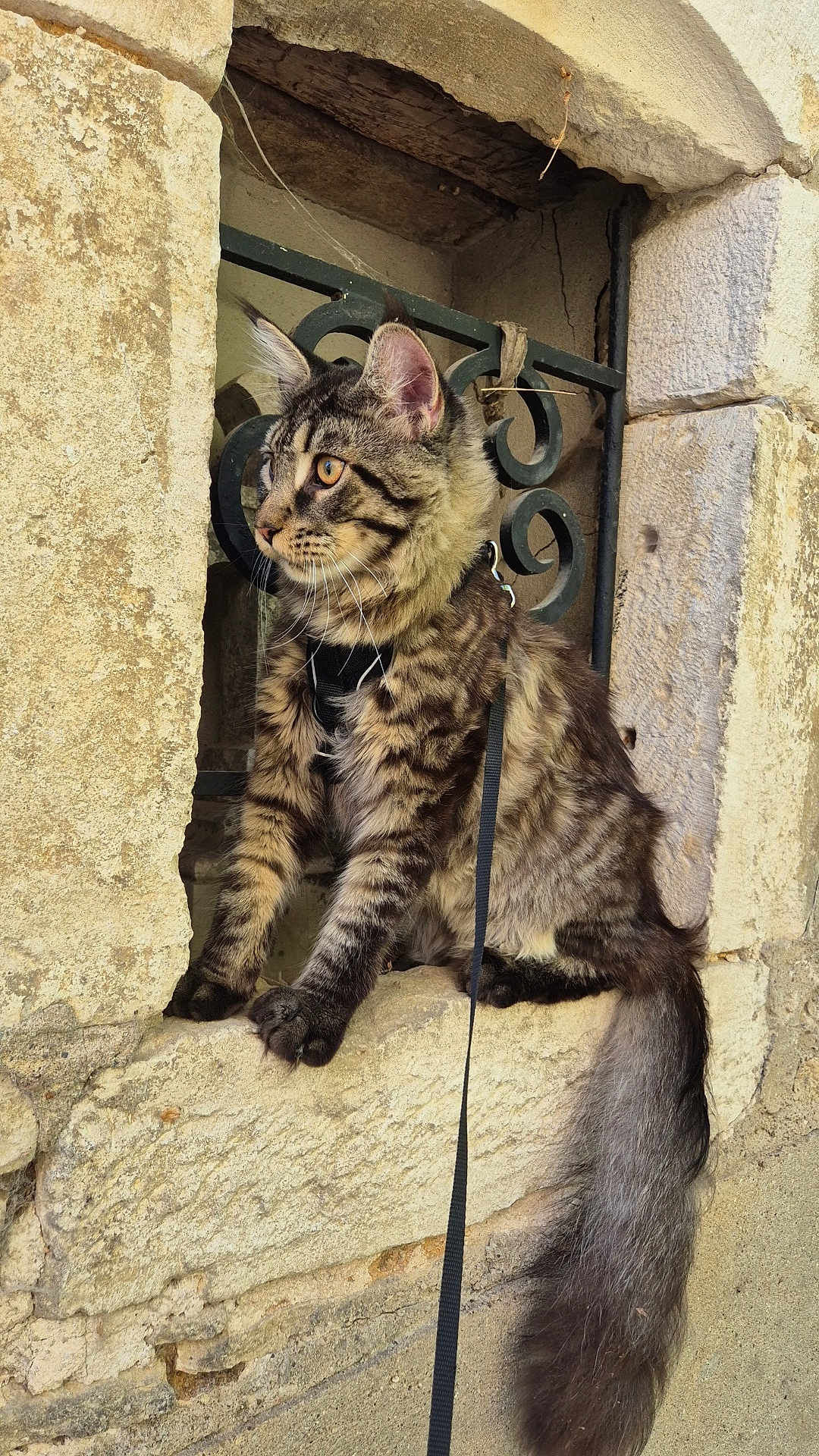 Laetitia Garnaux a rejoint le concours — aidez-le/la à gagner de superbes lots ! cat, tabby_cat, fluffy, long_tail, amber_eyes, stone_wall, window_ledge, leash, harness, outdoor, animal, pet, feline, curious, sitting, portrait, rustic, texture, nature, close_up