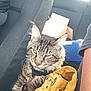 Laetitia Garnaux a rejoint le concours — aidez-le/la à gagner de superbes lots ! animal, car_seat, cat, closeup, feline, fur, handbag, indoor, interior, paw, pet, relaxed, resting, seat, striped, tabby, travel, vehicle, whiskers, yellow_bag