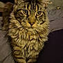 Laetitia Garnaux a rejoint le concours — aidez-le/la à gagner de superbes lots ! animal, cat, close_up, cute, domestic_animal, ears, face, feline, fur, furry, indoor, looking, mammal, pet, portrait, tabby, tabby_cat, whisker, whiskers, yellow_eyes