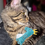 Meeko a rejoint le concours — aidez-le/la à gagner de superbes lots ! cat, tabby_cat, pet, close_up, plush_toy, snail_toy, crown, whiskers, yellow_eyes, fur, indoor, portrait, macro, texture, striped_fur, paw, ear, nose, muzzle, relaxed