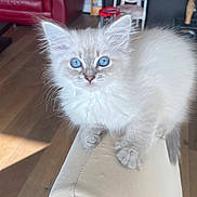 Sotchi participe au concours pour gagner de l'argent avec cette photo : animal, blue_eyes, bookshelf, cat, chair, curious, cute, domestic_cat, feline, fluffy, fur, indoor, kitten, living_room, paws, pet, red_couch, whiskers, wooden_floor, young_cat