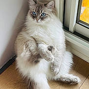 Sotchi participe au concours pour gagner de l'argent avec cette photo : cat, fluffy, blue_eyes, sitting, relaxed, window, wooden_floor, indoor, feline, long_tail, corner, pet, domestic_animal, fur, whiskers, cute, animal, house, natural_light, closeup
