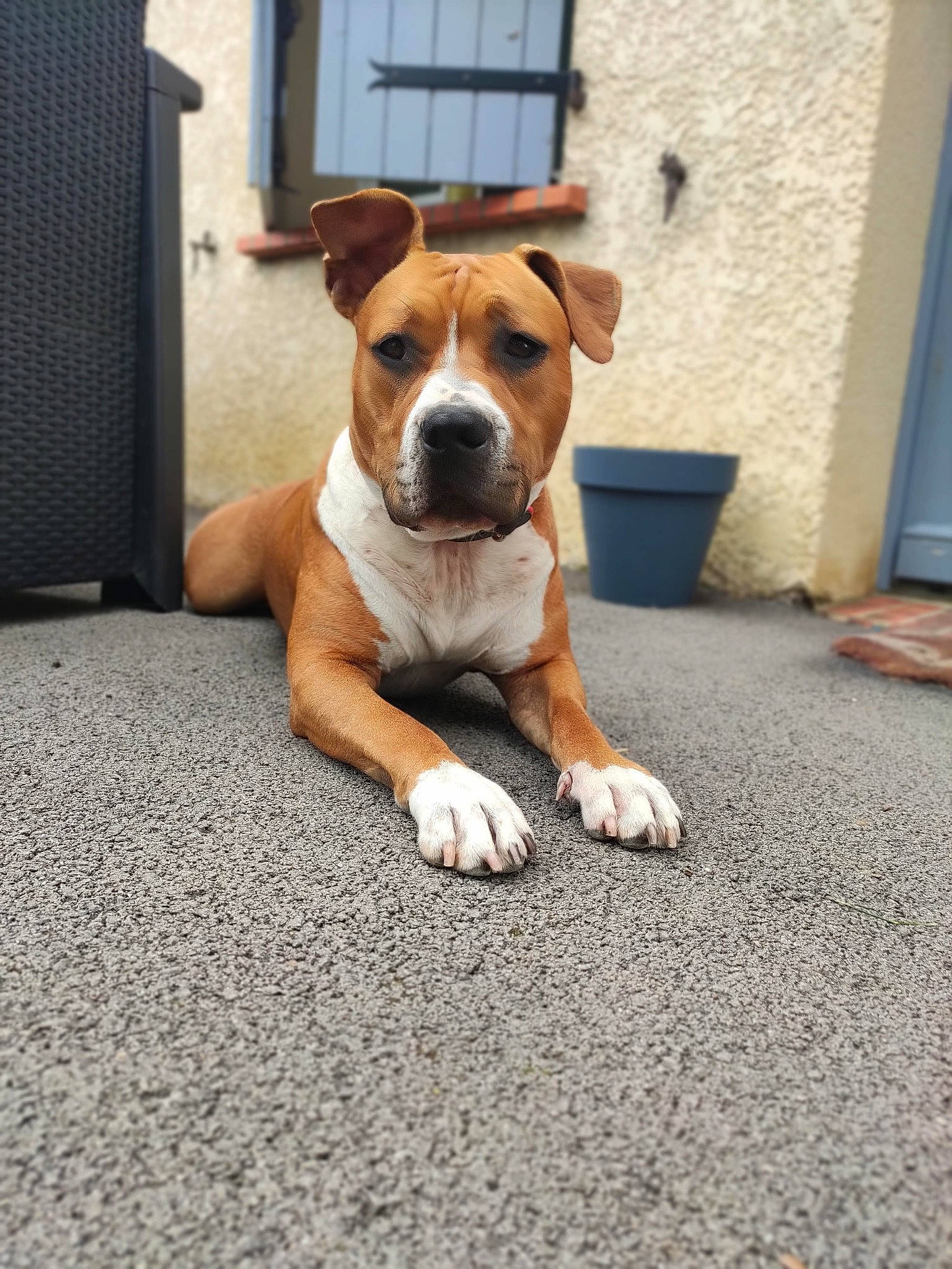 Rose a rejoint le concours — aidez-le/la à gagner de superbes lots ! art, bored, canidae, carnivore, collar, comfort, companion_dog, dog, dog_breed, door, fawn, flooring, paw, road_surface, snout, sporting_group, window, wood, working_animal, working_dog