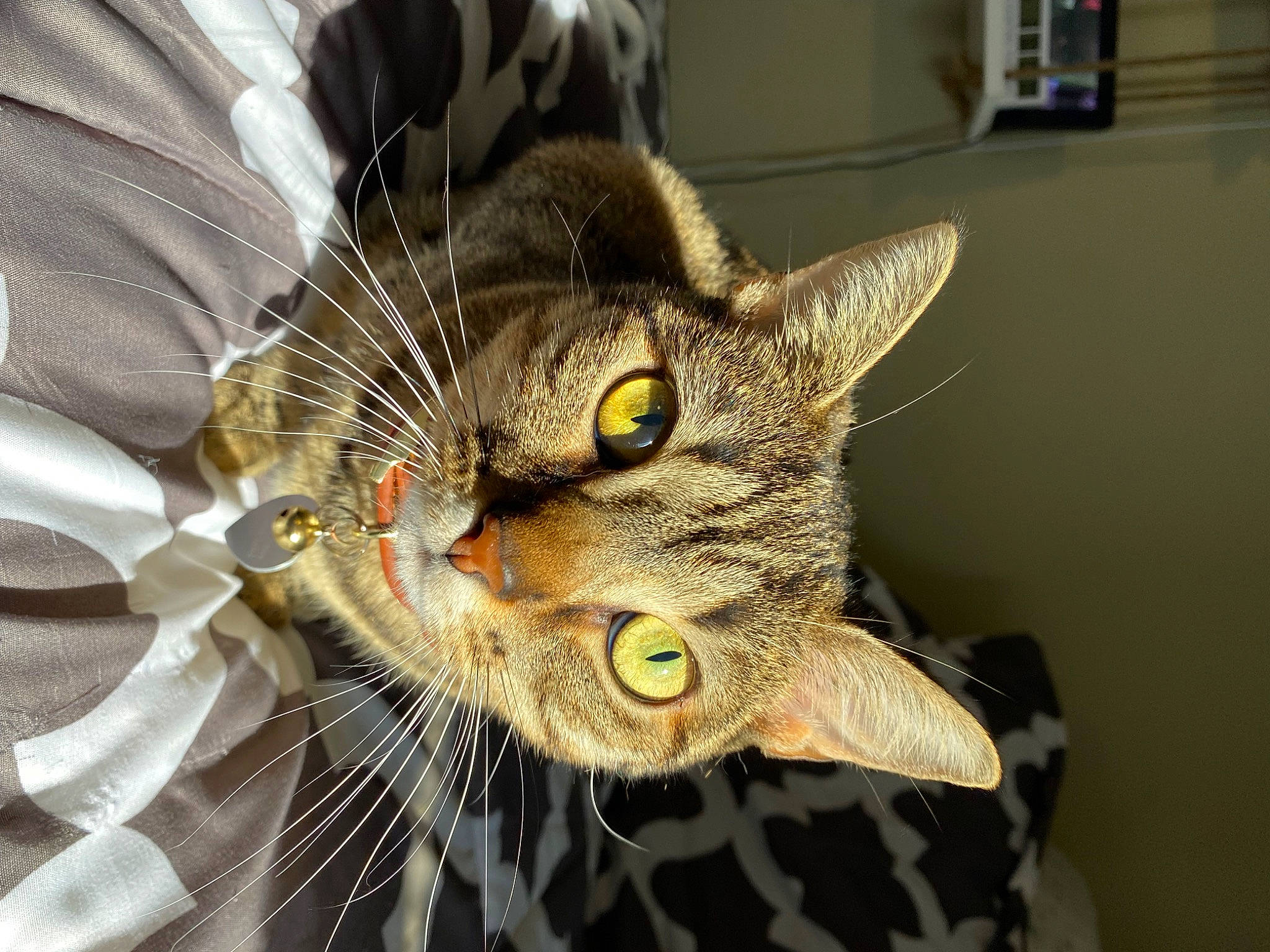 Gabby is registered to the contest to win money with this photo: carnivore, cat, comfort, domestic_short_haired_cat, ear, felidae, fur, head, small_to_medium_sized_cats, snout, whiskers