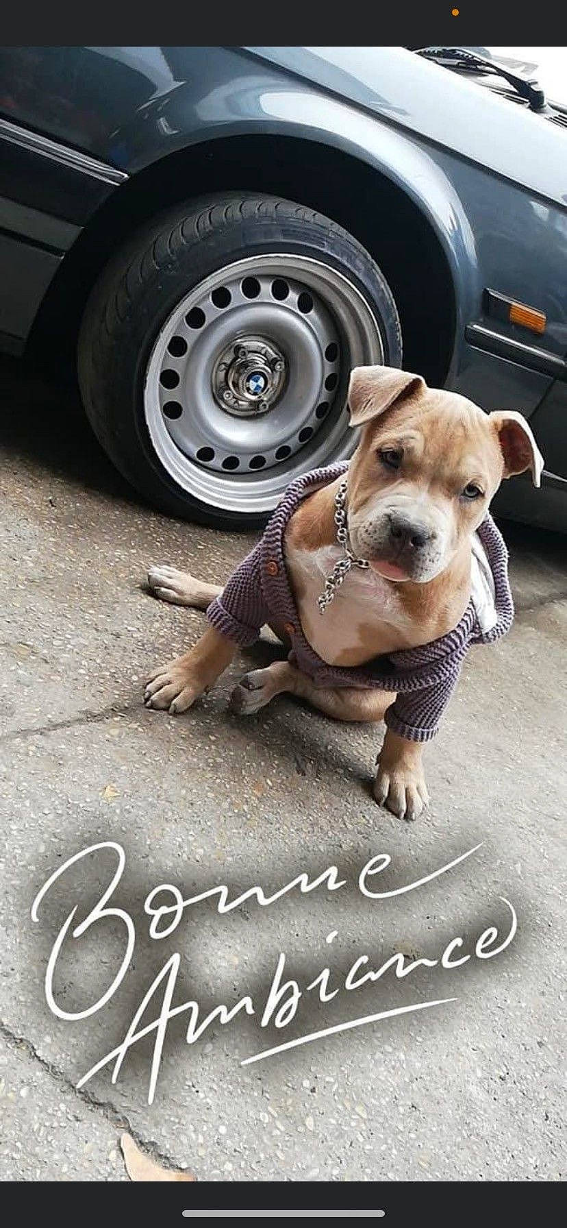 Malcom participe au concours pour gagner de l'argent avec cette photo : asphalt, automotive_lighting, automotive_tire, car, carnivore, companion_dog, dog, dog_breed, fawn, fender, hubcap, photograph, road_surface, snapshot, tire, tire_care, tread, vehicle, vehicle_door, wheel