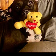 Mallory is registered to the contest to win money with this photo: affectionate, animal, brown_dog, close_up, companion, couch, cozy, cute, dog, domestic_animal, indoor, love_message, pet, playful, red_heart, sitting, stuffed_toy, toy, wooden_wall, yellow_teddy_bear