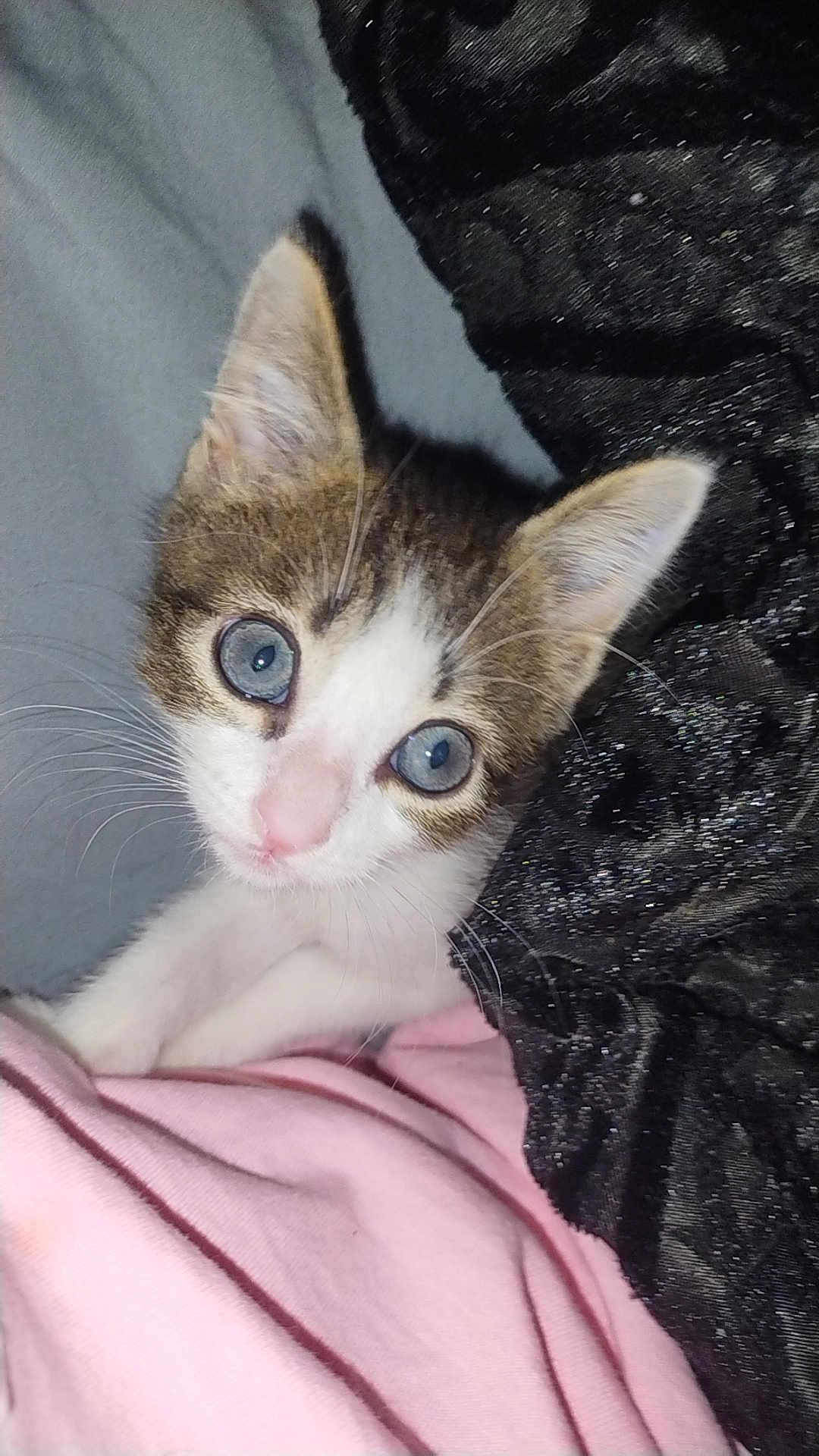Tatum joined the competition — help win amazing prizes! kitten, cat, blue_eyes, curious, whiskers, ears, pink_nose, blanket, fabric, cozy, pet, cute, young_animal, fur, indoor, resting, close_up, animal_face, feline, soft
