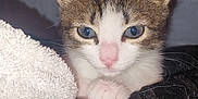 Tatum joined the competition — help win amazing prizes! animal, blue_eyes, cat, close_up, cozy, curious, cute, fur, indoor, kitten, pet, portrait, resting, shadow, small, soft, texture, whiskers, white_towel, young