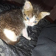 Tatum is registered to the contest to win money with this photo: kitten, cat, animal, pet, blue_eyes, fur, small, cute, indoor, fabric, black, white, brown, whiskers, young, curious, closeup, soft, sleepy, domestic