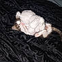 Tatum joined the competition — help win amazing prizes! kitten, stuffed_animal, black_blanket, sleeping, cute, pet, feline, soft_toy, cozy, indoor, nap, small, whiskers, paws, fur, adorable, resting, animal, domestic_cat, cuddle