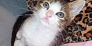 Tatum is registered to the contest to win money with this photo: kitten, cat, blue_eyes, fur, whiskers, blanket, leopard_print, pink_fabric, cozy, indoor, pet, animal, cute, young, curious, fur_pattern, soft_texture, resting, comfort, small