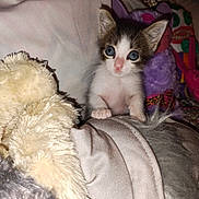 Tatum joined the competition — help win amazing prizes! animal, blanket, blue_eyes, cat, cozy, curious, cute, feline, fluffy, fur, indoor, kitten, pet, pink_nose, plush_toy, resting, small, soft, whiskers, young