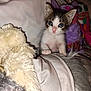 kitten, cat, blue_eyes, small, fluffy, blanket, plush_toy, soft, cute, pet, indoor, curious, animal, feline, young, whiskers, pink_nose, fur, resting, cozy