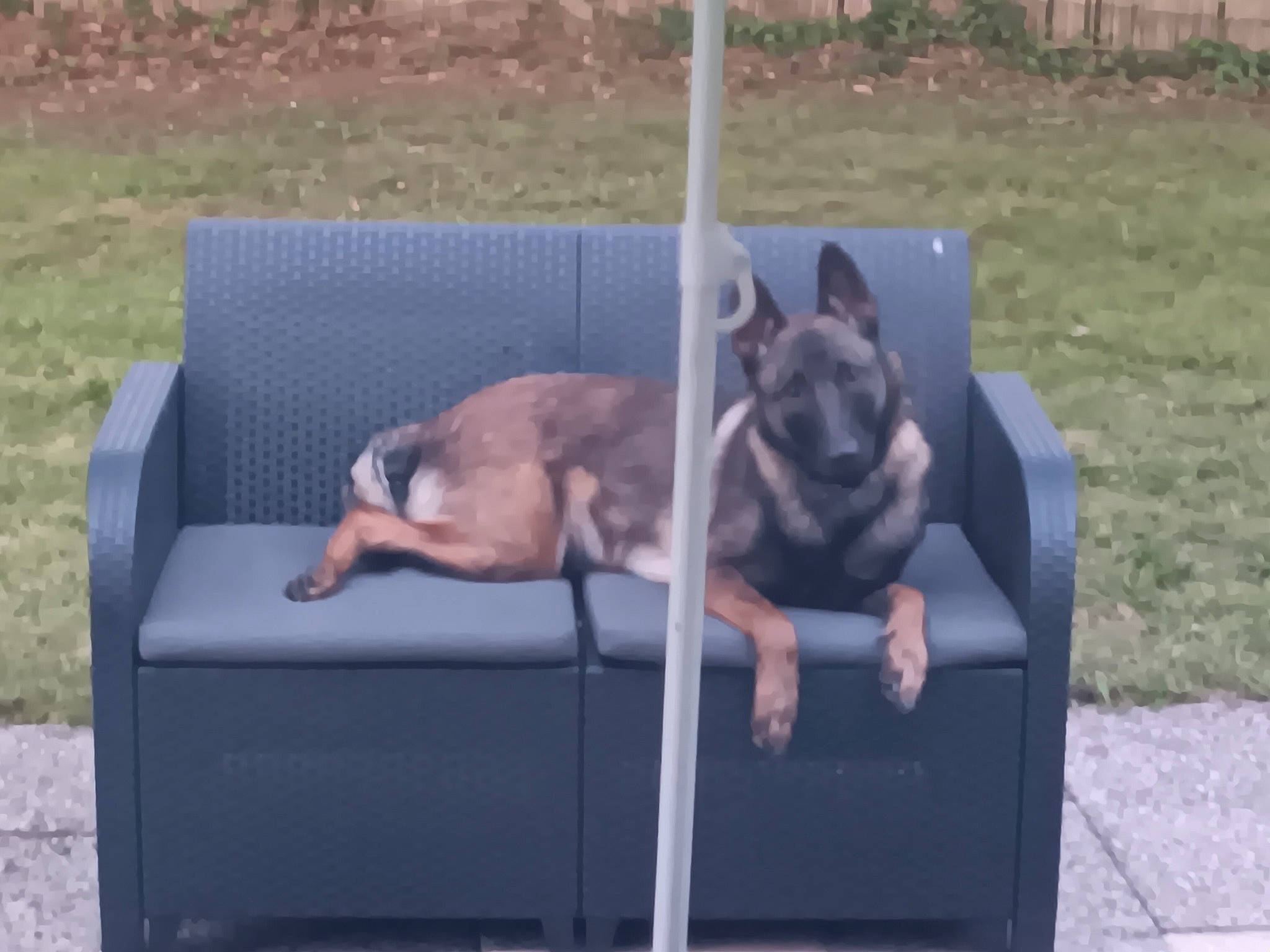 Everest participe au concours pour gagner de l'argent avec cette photo : canidae, carnivore, collar, comfort, companion_dog, dog, dog_agility, dog_breed, dog_sports, dog_supply, fawn, grass, mammal, outdoor_furniture, pet_supply, sitting, sporting_group, tail, vertebrate, working_animal