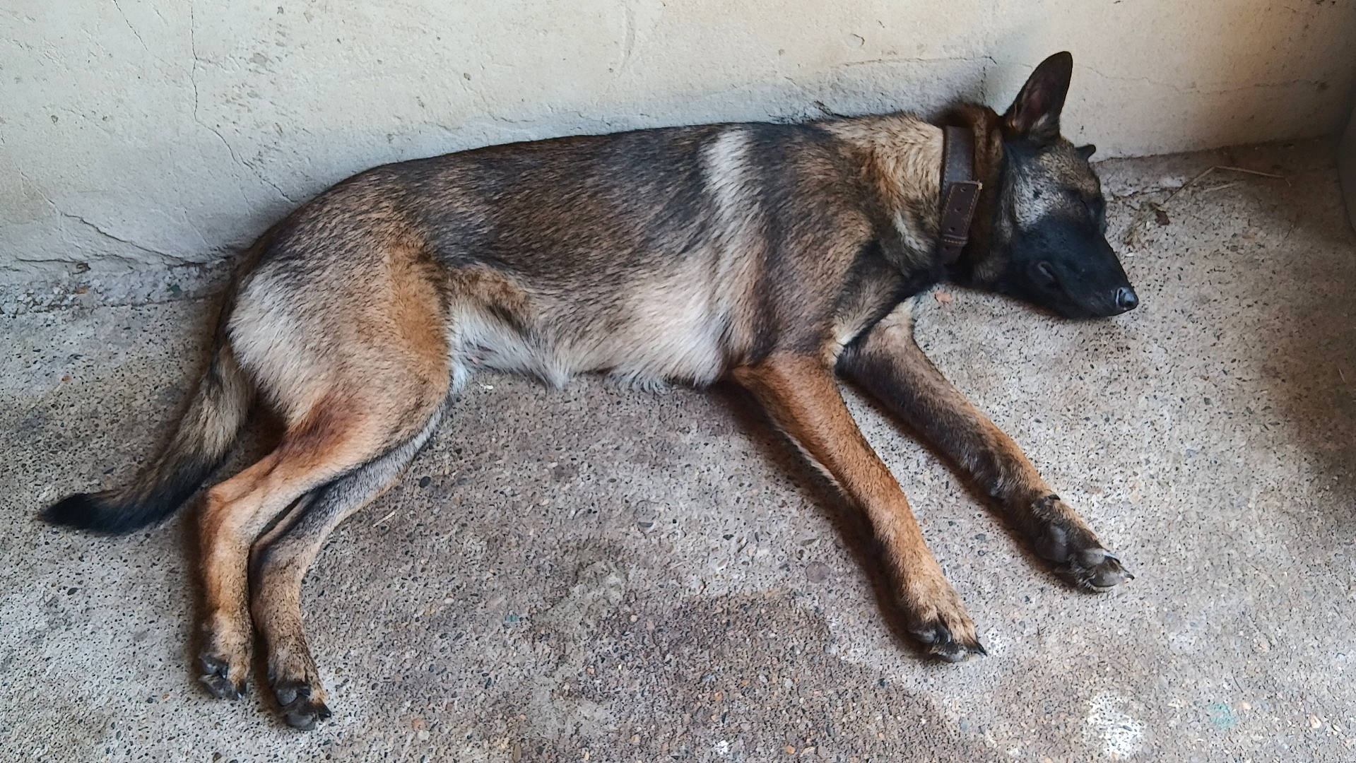 Everest a rejoint le concours — aidez-le/la à gagner de superbes lots ! canidae, carnivore, dog, dog_breed, foot, fur, paw, snout, sporting_group, tail, terrestrial_animal, wildlife, working_animal, working_dog