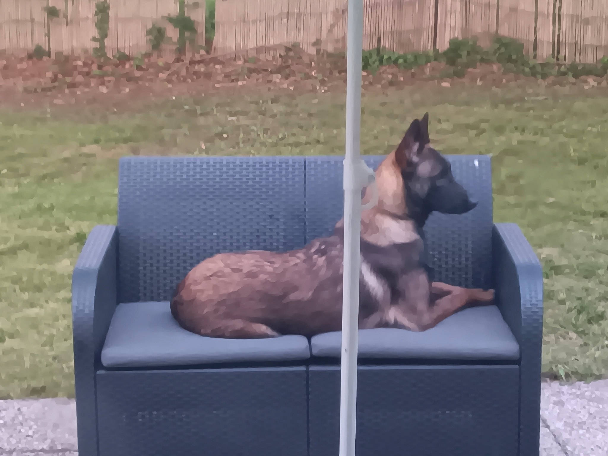 Everest participe au concours pour gagner de l'argent avec cette photo : carnivore, comfort, companion_dog, couch, dog, dog_breed, dog_supply, fawn, felidae, fence, gas, grass, leisure, outdoor_furniture, pet_supply, plant, shade, sitting, sporting_group, studio_couch