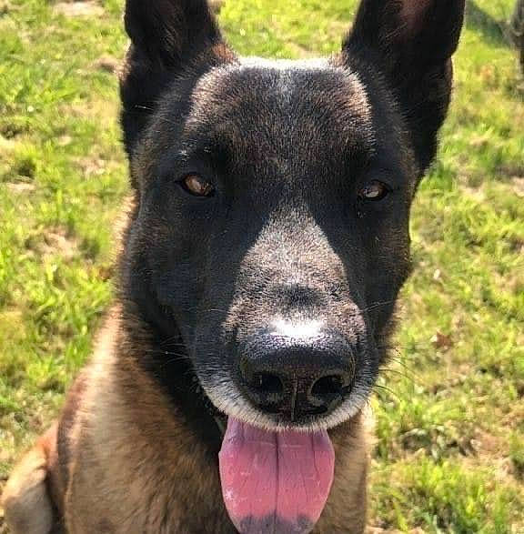 Landzo a rejoint le concours — aidez-le/la à gagner de superbes lots ! ancient_dog_breeds, canidae, carnivore, collar, companion_dog, dog, dog_breed, dog_collar, fawn, grass, guard_dog, herding_dog, non_sporting_group, plant, sporting_group, terrestrial_animal, tree, whiskers, working_animal, working_dog