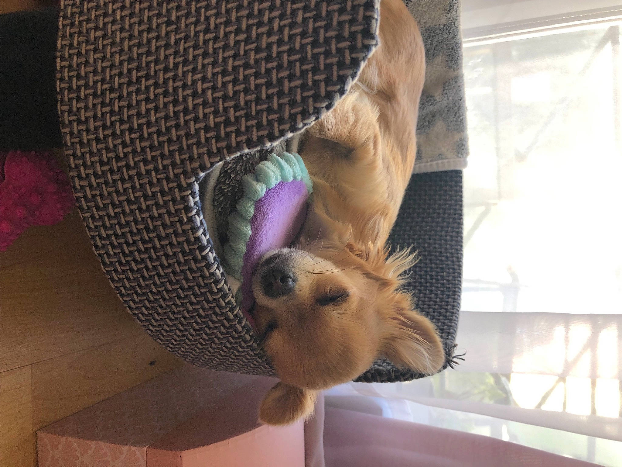 Rose a rejoint le concours — aidez-le/la à gagner de superbes lots ! canidae, carnivore, comfort, companion_dog, dog_breed, ear, fawn, felidae, fur, hat, plant, plush, room, small_to_medium_sized_cats, snout, stuffed_toy, tail, tree, whiskers, window