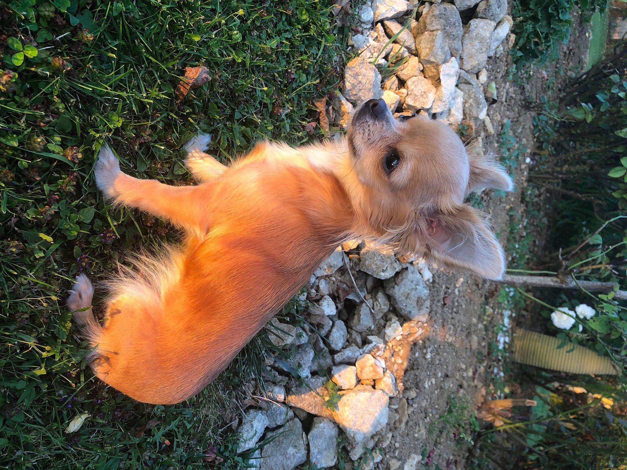 Rose a rejoint le concours — aidez-le/la à gagner de superbes lots ! carnivore, companion_dog, dog_breed, fawn, felidae, fox_squirrel, fur, grass, liver, mammal, organism, plant, rodent, snout, sporting_group, squirrel, tail, terrestrial_animal, vertebrate, whiskers