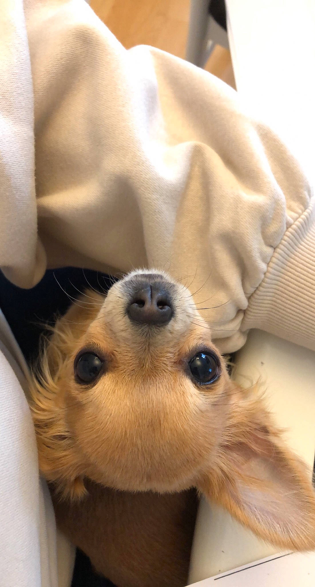 Rose participe au concours pour gagner de l'argent avec cette photo : canidae, carnivore, comfort, companion_dog, dog, dog_breed, ear, fawn, fur, paw, pomeranian, selfie, sleeve, sporting_group, terrestrial_animal, toy_dog, whiskers, white, wood, working_animal