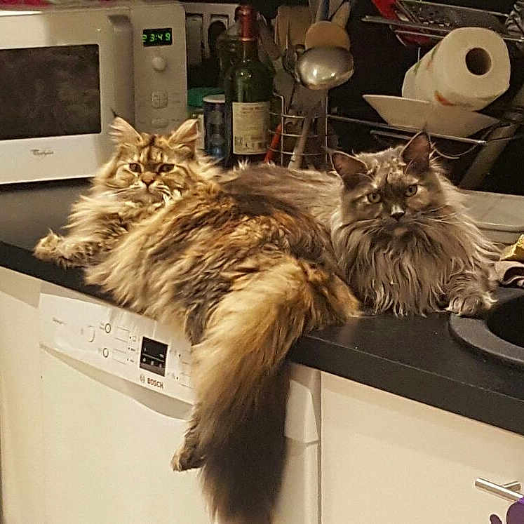 Luna a rejoint le concours — aidez-le/la à gagner de superbes lots ! carnivoran, cat, cat_like_mammal, fur, furniture, kitten, maine_coon, mammal, small_to_medium_sized_cats, whiskers