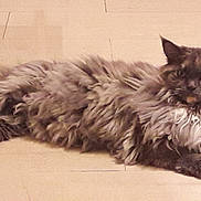 Liloue a rejoint le concours — aidez-le/la à gagner de superbes lots ! cairn_terrier, carnivoran, cat, cat_like_mammal, dog_breed, fur, maine_coon, mammal, norwegian_forest_cat, small_to_medium_sized_cats, whiskers