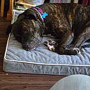 Justice is registered to the contest to win money with this photo: black, books, brindle, brown, collar, container, cozy, dog, dog_bed, domestic, household, indoor, paw, pet_tag, purple_collar, quiet, relaxed, resting, sleeping, wood_floor