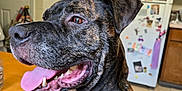 Justice joined the competition — help win amazing prizes! background, brindle, canine, closeup, collar, dog, domestic_animal, floor, happy, household, indoor, kitchen, magnets, pet, photos, refrigerator, smiling, table, tongue_out, wooden_table