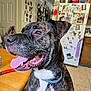 background, brindle, canine, closeup, collar, dog, domestic_animal, floor, happy, household, indoor, kitchen, magnets, pet, photos, refrigerator, smiling, table, tongue_out, wooden_table