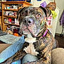 Justice joined the competition — help win amazing prizes! animal, brindle, brown, close_up, collar, dog, ears, eyes, fur, furniture, home, indoor, jeans, lap, living_room, person, pet, relaxed, snout, white