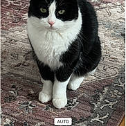 Maggie is registered to the contest to win money with this photo: cat, black_and_white, pet, indoor, carpet, feline, animal, sitting, cute, fur, whiskers, eyes, portrait, domestic_animal, mammal, looking, calm, cozy, closeup, floor