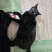 Mr. Piddles joined the competition — help win amazing prizes! black_cat, cat, green_eyes, wooden_floor, green_rug, pet, indoor, footwear, human_foot, playful, paw, fur, animal, domestic, relaxed, looking_up, flooring, texture, black_pants, home
