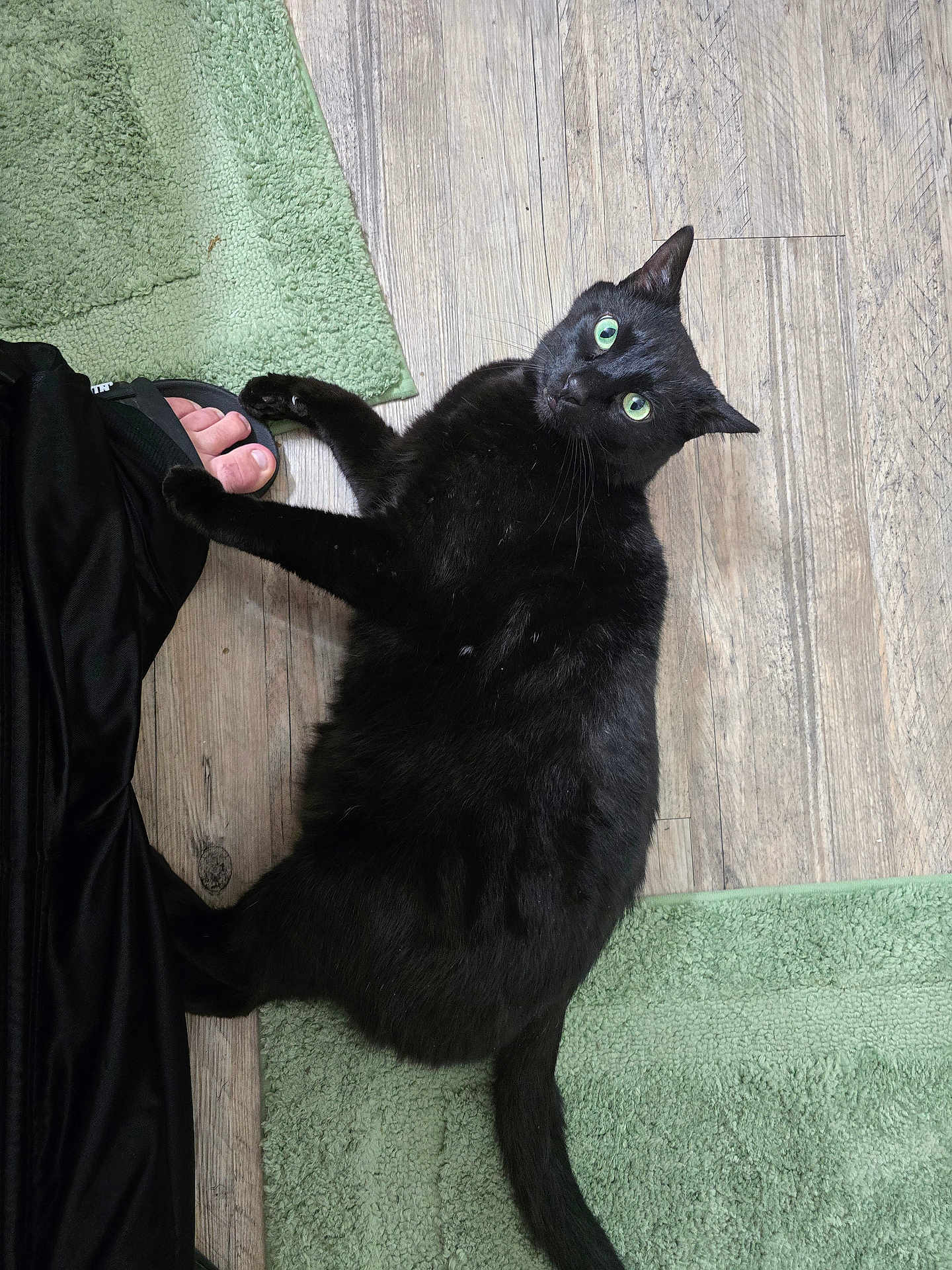 Mr. Piddles joined the competition — help win amazing prizes! black_cat, cat, green_eyes, wooden_floor, green_rug, pet, indoor, footwear, human_foot, playful, paw, fur, animal, domestic, relaxed, looking_up, flooring, texture, black_pants, home